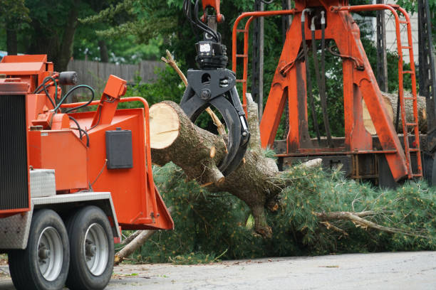 Best Best Tree Removal Services  in Thatcher, UT